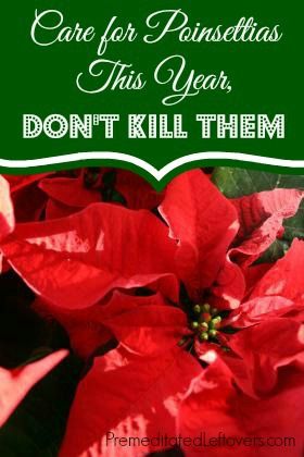 How to care for Poinsettias this year instead of killing them - 8 tips for Keeping Your Poinsettias Alive How To Grow Poinsettias From Cuttings, Poinsettia Decorating Ideas, Pointsetta Plant Care, How To Care For Poinsettias, How To Care For A Pointsetta Tips, How To Keep Poinsettias Alive, How To Trim Poinsettia Plant, How To Care For A Poinsettia Plant, Poinsettia Care Tips