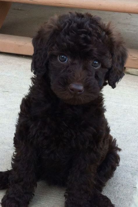 Beautiful chocolate poodle Doggy House, Chocolate Poodle, Friendly Dog Breeds, Australian Labradoodle Puppies, Family Friendly Dogs, Black Poodle, Australian Labradoodle, Labradoodle Puppy, Yorkshire Terrier Puppies