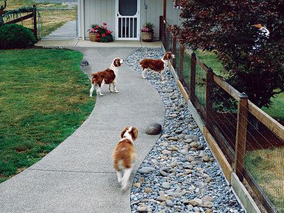 Q Pet Safe Landscaping, Dog Proof Fence, Dog Friendly Garden, Dog Friendly Backyard, Dog Backyard, Muddy Dog, Backyard Ideas For Small Yards, Dog Yard, Sunset Magazine