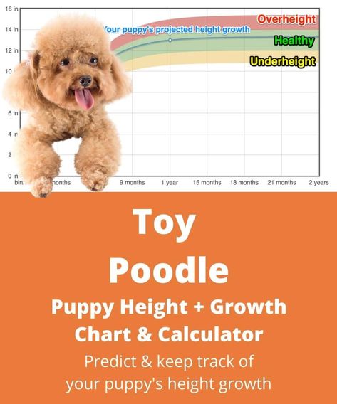 Estimate the adult height of your Toy Poodle puppy using our simple and free Toy Poodle puppy height calculator! Find out more at TheGoodyPet.com! Toy Poodle Size, Miniature Poodle Puppy, Toy Poodle Puppy, Dog Dna Test, Height Growth, Poodle Mom, Weight Charts, Toy Poodle Puppies, Free Toys