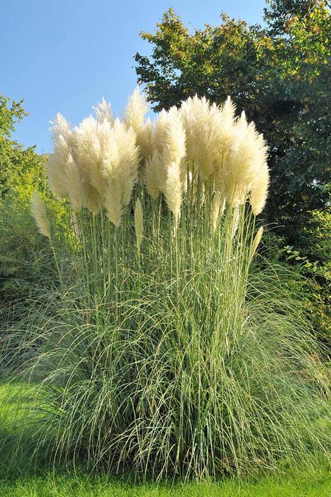 Pampas Grass Landscape, White Pampas, Pampas Grass Decor, Grasses Landscaping, Front Landscaping, Grasses Garden, Rise Above, Backyard Makeover, Ornamental Grasses