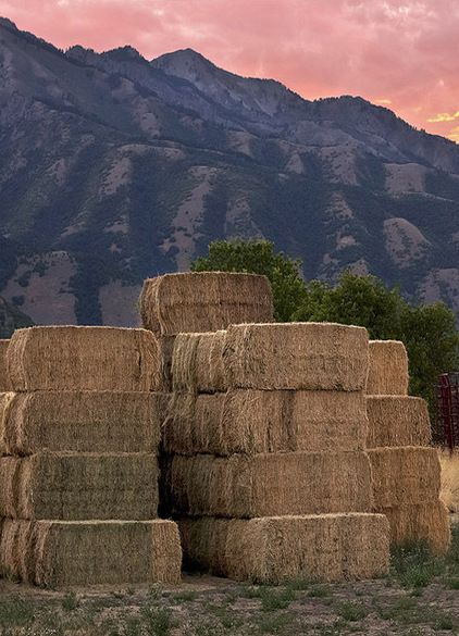 Old Time Square Hay Bales Beyonce Cowgirl, Walter Boys, Bookstagram Posts, Corn Crib, Elsie Silver, Fence Styles, Country Roads Take Me Home, Hay Bales, Forest Cat