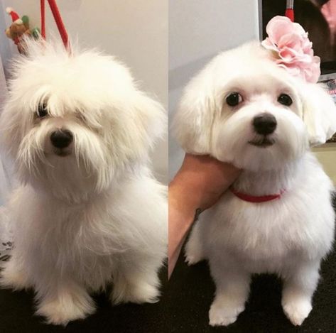 Maltese Puppy Cut, Maltese Haircuts, Maltese Dogs Haircuts, Maltese Haircut, Puppy Haircut, Maltipoo Dog, Dog Grooming Styles, Maltese Poodle, Puppy Grooming