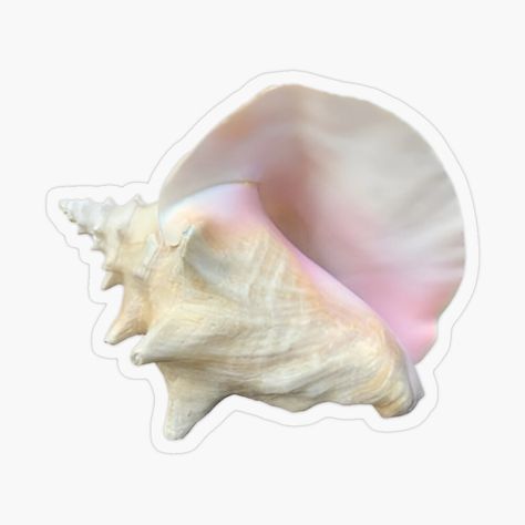 Pink Shell #summer #pink #pinkshell #shell #sticker #stickershell Get my art printed on awesome products. Support me at Redbubble #RBandME: https://www.redbubble.com/i/sticker/Pink-Shell-by-HappyPeel/161371008.O9UDB?asc=u Summer Stickers Aesthetic, Pastel Seashells, Shell Sticker, Pink Beach, Explosion Box, Cute Icons, Cute Stickers, Sea Shells, Awesome Products