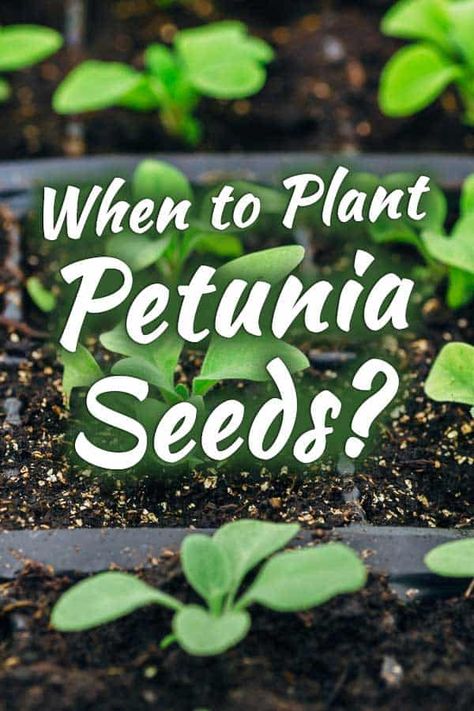 Planting Petunias From Seed, Petunias In Pots, Fiber Muffins, Petunia Hanging Baskets, Planting Flowers From Seeds, When To Plant Seeds, Petunia Care, Petunia Seeds, Easiest Flowers To Grow