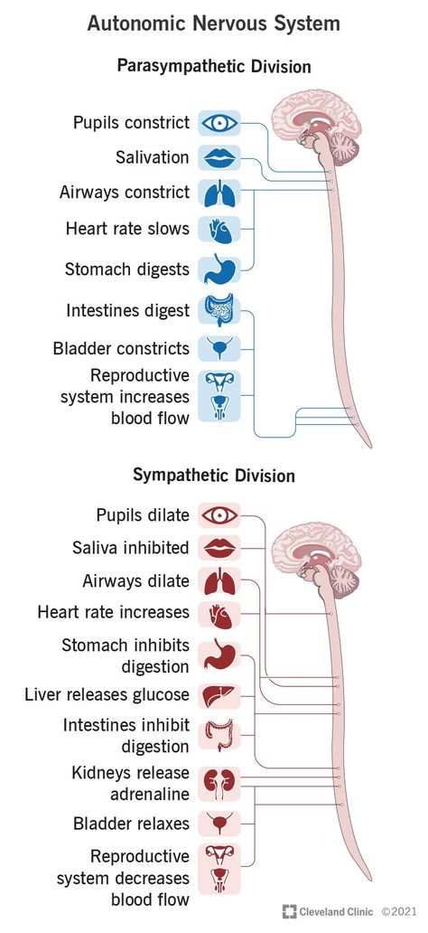 Parasympathetic Vs Sympathetic, Nervous System Parts, Nervous System Anatomy, Human Nervous System, Learn Biology, Medical School Life, Nursing School Motivation, Basic Anatomy And Physiology, Nurse Study Notes