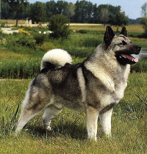 Norwegian Elkhounds, Majestic Dog, Texas Pete, Norwegian Elkhound, Spitz Dogs, Emotional Support Dog, Smart Dog, Dogs Breeds, Therapy Dogs