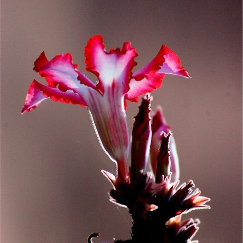 Impala Lily, Kruger National Park South Africa, Kruger National Park, Camera Nikon, Art References, Container Plants, Coloring Pictures, Tropical Plants, Dream Garden