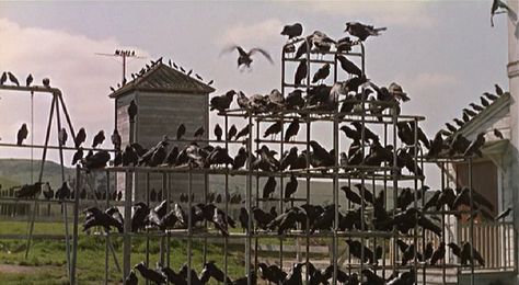 Alfred Hitchcock's The Birds (1963) Birds Hitchcock, The Birds Hitchcock, The Birds Movie, Gottfried Helnwein, Alfred Hitchcock The Birds, Hitchcock Film, Michael Bay, Terra Nova, Film Horror