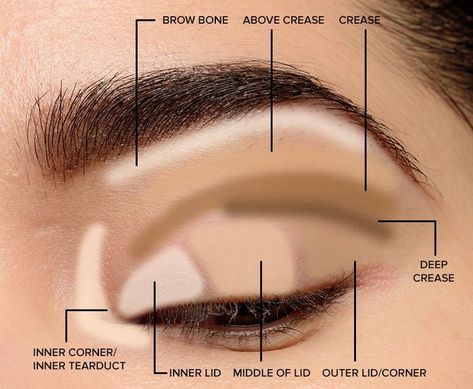 Parts of the Eye for Applying Makeup Lid, crease, transition, outer v, waterline--what?  If that terminology makes your head spin, then you've come to the Basic Eye Makeup, Beginner Eyeshadow, Make Up Designs, Parts Of The Eye, Smink Inspiration, Applying Makeup, Eye Makeup Steps, Makijaż Smokey Eye, How To Apply Eyeshadow