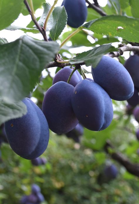 Alsace Damson plum tree - planting, pruning, and care Plum Types, Red Plum Tree, Japanese Plum Tree, Purple Leaf Plum Tree, Plum Gorgeous Plant, Flowering Plum Tree, Damson Plum, Prune Fruit, Plum Tree