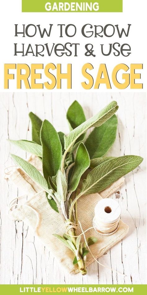 Grow Sage, Sage Plants, Windowsill Herb Garden, Dry Sage, Growing Sage, Gardening Design Diy, Sage Recipes, Sage Herb, Sage Plant