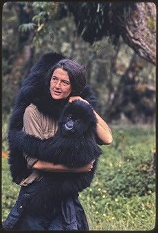 Half Human Half Animal, Dian Fossey, Animal Character Design, Conservation Biology, Wildlife Biologist, Jane Goodall, Mountain Gorilla, Great Ape, Adventure Aesthetic