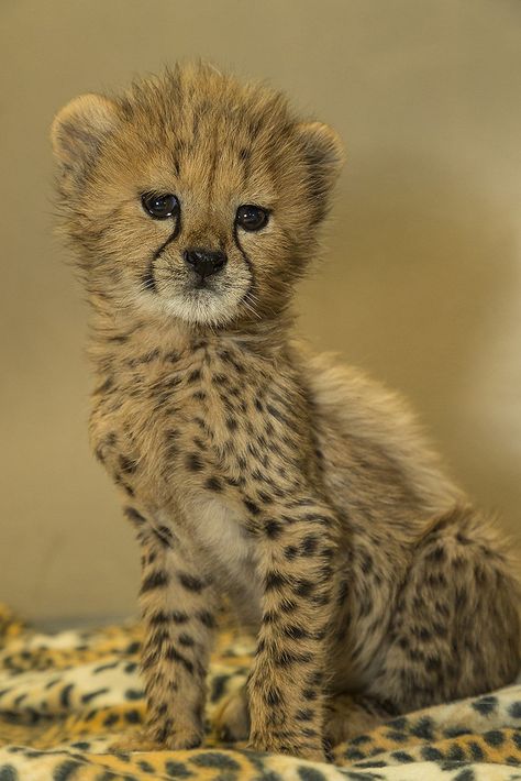 Cheetah Cub Triplets Persian Cheetah, Cheetah Baby, Cheetah Cub, Cheetah Cubs, Baby Cheetahs, Baby Cheetah, Rose Marie, Safari Park, The Cheetah