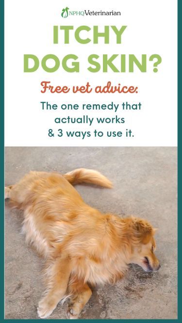 Stop wasting time on dog itchy skin remedies that don't work and may even make things worse. Learn how to use this science-backed supplement to improve your dog's skin health and reduce allergy symptoms. Licensed veterinarian. Free advice. Dog health tips that work. Dog Itchy Skin Remedy, Flea Powder For Dogs, Itchy Dog Remedies, Dog Allergies Remedies, Itchy Skin Remedies, Homemade Flea Spray, Dog Flea Remedies, Cat Remedies, Flea Powder