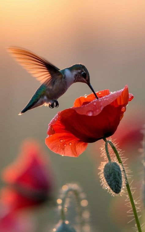 Hummingbirds Photography, Hummingbird Pictures, What Is A Bird, Hummingbird Flowers, Most Beautiful Birds, Cute Animals Images, Flower Fairies, Cute Wild Animals, Landscape Pictures