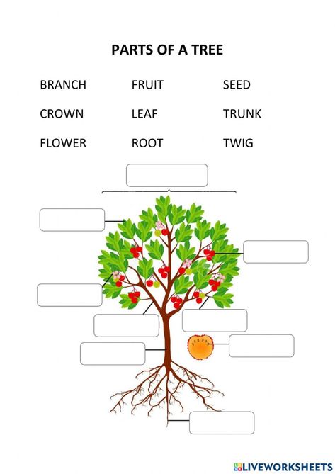 Parts Of A Tree, Grade 7, Parts Of A Plant, Online Activities, English Grammar, A Tree, Tree Branches, Grammar, Seeds