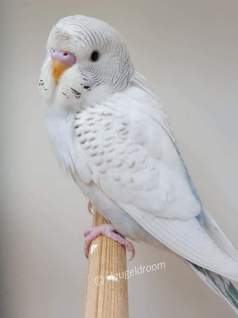 Albino Budgie, White Parakeet, Budgies Parrot, Bird Breeds, Pet Bird Cage, Cute Animal Quotes, Budgies Bird, Budgie Parakeet, Cat Drawing Tutorial