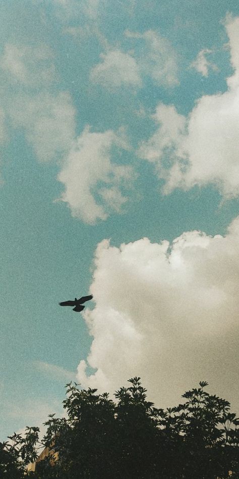 Free bird over the cloudy skies Wallpaper Free Bird Aesthetic, Birds Aesthetic Wallpaper, Birds Flying Wallpaper, Birds Flying Aesthetic, Cloudy Sky Wallpaper, Bird Freedom, Skies Wallpaper, Yugioh 5ds, Tiktok Photo