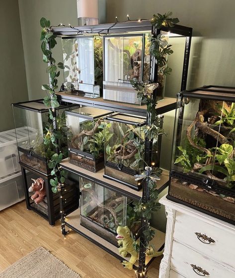 Reptile And Plant Room, Reptile Tank Setup Ideas, Reptile Room Office, Multiple Reptile Tank Setup, Terrarium Room Ideas, Bioactive Enclosure Ideas, Reptile Room Setup Ideas, Moth Enclosure, Animal Room Ideas