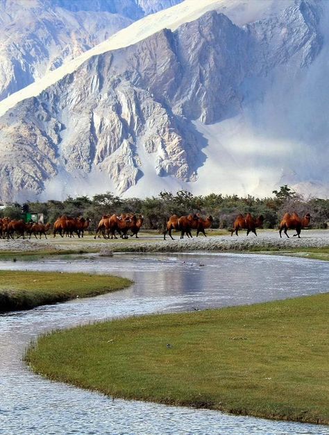 Nubra Valley, Ladakh: IndiaSpeaks Nubra Valley, Ladakh India, Leh Ladakh, Photography Challenge, Leh, Travel Tours, Incredible India, India Travel, Travel Agent