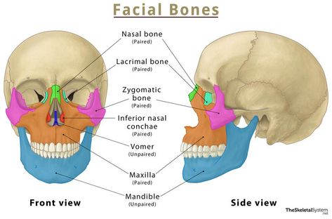 Bone Anatomy Drawing, Bones Diagram, Zygomatic Bone, Bone Anatomy, Facial Bones, Diagram Design, Anatomy Drawing, Drawing Base, Anatomy