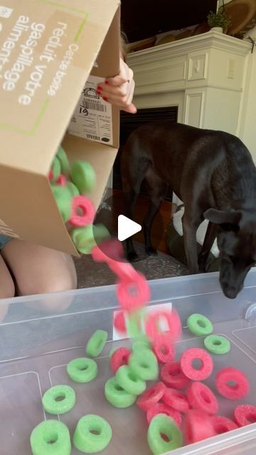 Canine Enrichment with Bindi, Rosie & Taylor on Instagram: "Don’t throw out your pool noodles! Use them for SNUFFLE BOXES 🩷

Pool noodles are light, easy to upcycle, and also incredibly easy to store. They work wonders for snuffle boxes, canine kiddie pools, DIY agility set ups, and more.

All you’ll need for this simple snuffle activity:
👉🏻 1-2 cut up pool noodles
👉🏻 1 box (you could even use a laundry basket depending on your dog’s size)
👉🏻 Treats of choice! I’m using @openfarmpet “Be Good Bites” 

Follow along at @bindisbucketlist for more DIY enrichment options 🐶 

#lifewithdogs #canineenrichment #momentswithdogs #enrichmentfordogs #dogenrichment #enrichmentideas #dogsofinstagram #enrichment #openfarmpartner" Homemade Snuffle Mat For Dogs, Shelter Dog Enrichment Ideas, Indoor Dog Activities, Diy Dog Enrichment, Dog Enrichment Ideas, Canine Enrichment, Diy Dog Toys, Dog Enrichment, Puppy Treats