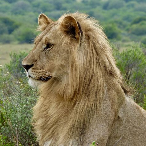 A very handsome young male lion for world lion day. Happy world lion day. #worldlionday #lion #africanlion #bigcats #gamedrive… Lion Puppet, Colorado Wildlife, World Lion Day, Wild Savannah, Panthera Leo, Lion Photography, Male Lion, Lion Pictures, African Lion