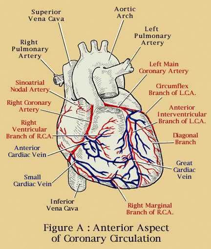 coronary arteries Lvn School, Cardiac System, Anatomy Of The Heart, Coronary Circulation, Arteries Anatomy, Cardiac Sonography, Coronary Artery, Ancient Pyramids, The Human Heart