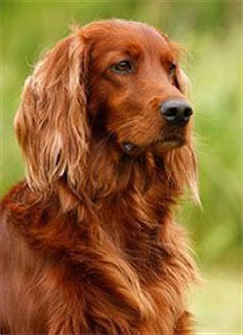 Irish Dog Breeds, Celtic Dog, Irish Setter Dogs, Irish Setters, Long Haired Dogs, Irish Setter, Sweet Dogs, Happy Dogs, Dog Names