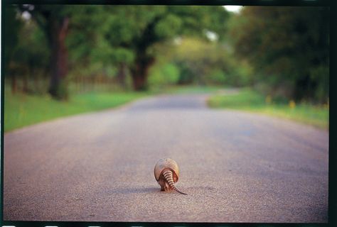 Texas Hill Country: the Next Napa? Praline Candy, Homesick Texan, Southern Living Recipes, Road Kill, Texas Adventure, Pecan Praline, Gardening Diy, Texas Hills, Speed Bump