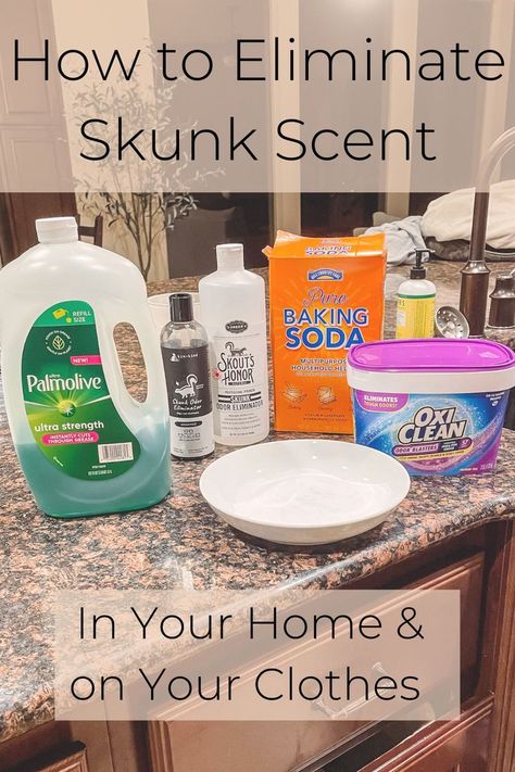 Skunk Smell Out Of Cat, Get Skunk Smell Off Dog, Getting Rid Of Skunk Smell In House, Removing Skunk Smell From Dog, How To Get Skunk Smell Out Of Clothes, Dog Skunk Smell How To Remove, Essential Oils For Skunk Smell In House, Dog Skunk Remedy, Skunk Smell Out Of Clothes