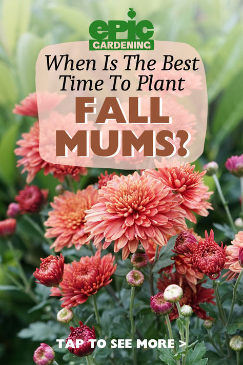 Creamy pinkish, orange colored mum flowers in a garden Mum Landscaping Front Yards, When To Plant Mums In Ground, Plant Mums In Ground, Planting Mums In Ground, How To Grow Mums, When To Plant Mums For Fall, Mums Planted In Ground, Landscaping With Mums, Mum Garden Ideas