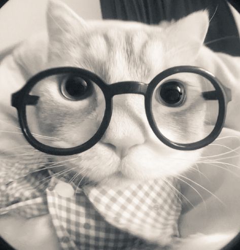 Couple Matching Wallpaper Aesthetic, Cat Wearing Glasses, Hate Cats, Cute Home Screen Wallpaper, Types Of Cats, Animated Wallpapers For Mobile, Silly Cats Pictures, Cat Icon, Pretty Animals