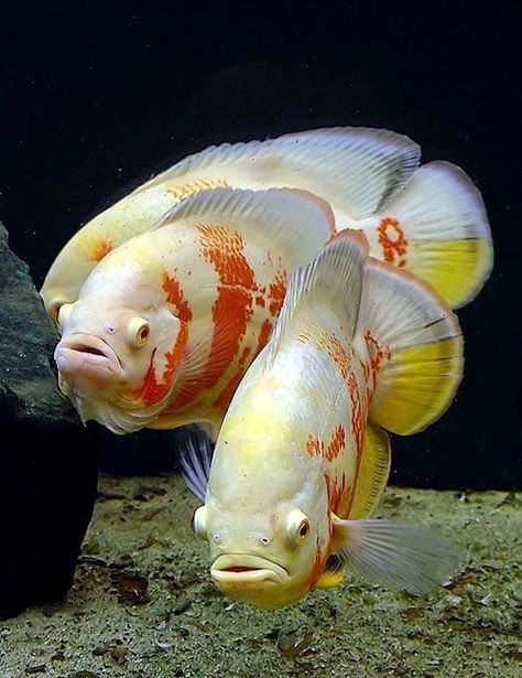 Albino Tiger, Oscar Fish, Cichlid Fish, Tropical Freshwater Fish, Pretty Fish, Fauna Marina, Monster Fishing, African Cichlids, Freshwater Aquarium Fish