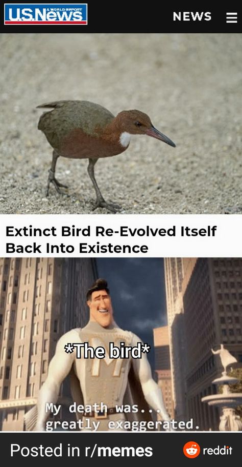 Cursed Bird Memes, I’m The Biggest Bird, Im The Biggest Bird, Bird Meme, Bird People, Geeky Humor, Good Vibes Quotes, In Meme, Raven Bird