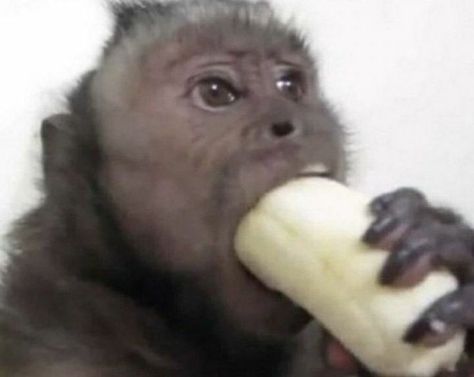 Funny Monkey Pictures, 하울의 움직이는 성, Monkey Pictures, Pet Monkey, Funny Animal Photos, A Monkey, Snapchat Funny, Monkeys Funny, Cute Monkey