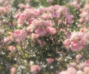 it was a summer pink lemonade kinda day Ethereal Aesthetic, Princess Aesthetic, Jolie Photo, Nature Aesthetic, Flower Field, Cute Cartoon Wallpapers, My Flower, Pink Aesthetic, Pretty Flowers