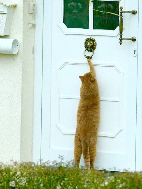 Cat knocking on door Orange Cats, Ginger Cats, Orange Cat, Cats Meow, Crazy Cat Lady, Beautiful Cats, 귀여운 동물, Crazy Cats, Cat Pics