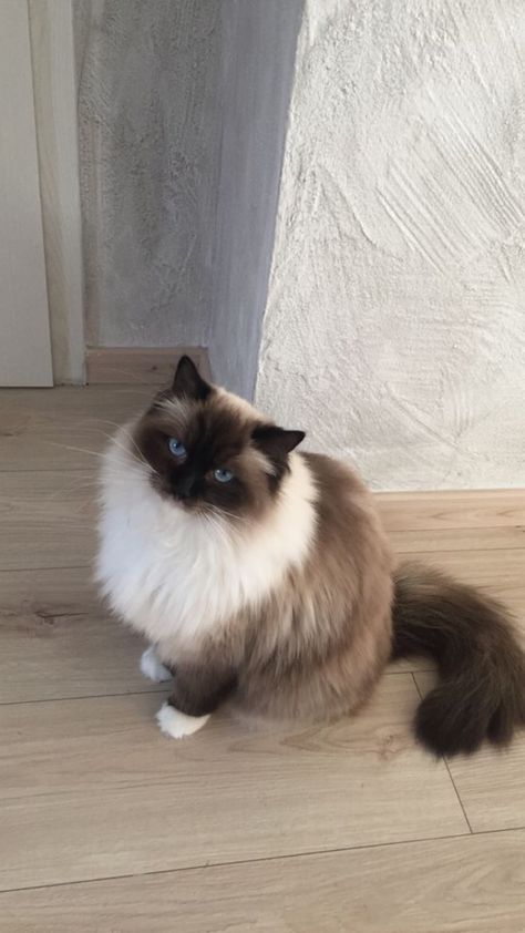 Siamese Ragdoll Cat, Black Ragdoll Cat, White Ragdoll Cat, Most Popular Cat Breeds, Most Beautiful Cat, Birman Cat, Cute Cat Breeds, Gorgeous Cats, Beautiful Cat Breeds