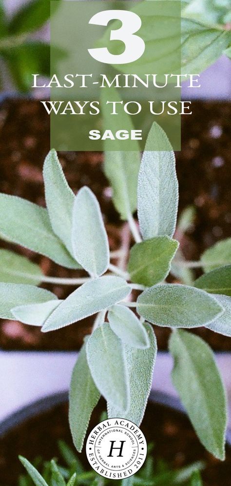 Fresh Sage Uses, What To Do With Sage, Clary Sage Uses, Cottage Apothecary, Backyard Herbs, Herbalist Apothecary, Medicinal Gardening, Herbs Recipes, Sage Uses