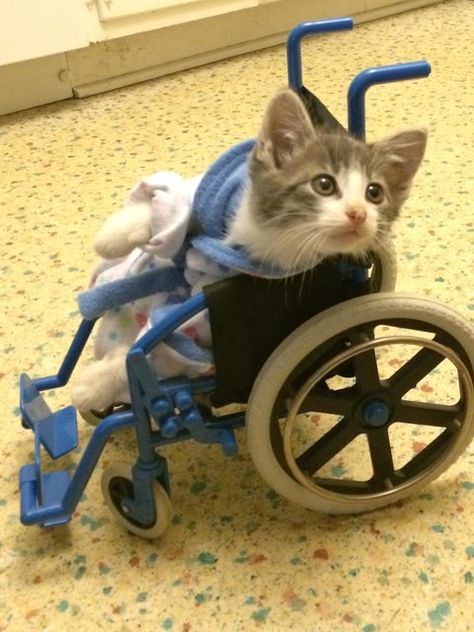 Pinner: My kitten just got back from the vet. Me: Awe. Poor baby. That is the smallest wheelchair ever!!! Wheel Chair, Söt Katt, Image Chat, Baby Kittens, Silly Cats, Funny Animal Pictures, On The Floor, Beautiful Cats, 귀여운 동물