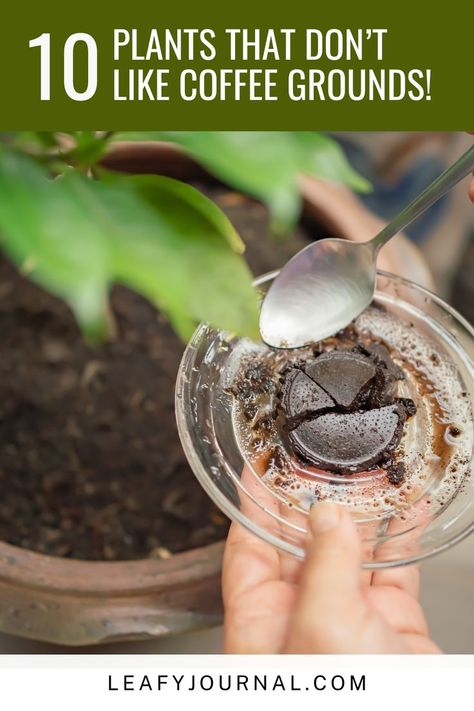 Discover the secrets of gardening with our guide to '10 Plants That Don't Like Coffee Grounds!' ☕🌱 Learn which plants thrive and which ones to avoid when using coffee grounds as fertilizer. Your garden will thank you for these tips! Coffee Grounds For Plants, Coffee Grounds As Fertilizer, Natural Plant Fertilizer, Diy Fertilizer, Rose Fertilizer, Garden Prepping, Love Plants, Uses For Coffee Grounds, Natural Fertilizer