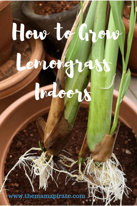 Growing Lemongrass In Pots, Grow Lemongrass In Pots, How To Grow Lemongrass In A Pot, How To Care For Lemon Grass Plant, Growing Lemongrass From Seed, Uses For Lemongrass Plant, Lemongrass Recipes, Grow Lemongrass, Grow Seeds