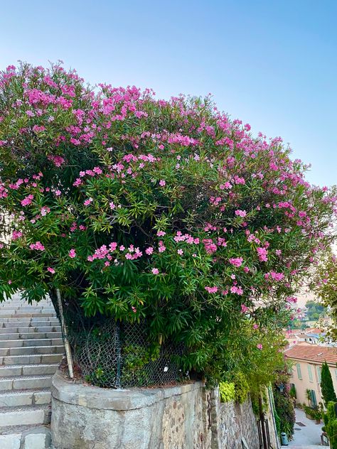 Big Bush, Flower Bush, Forest Garden, South Of France, Dream Garden, Amazing Flowers, Pink Flower, Paris France, Pink Flowers