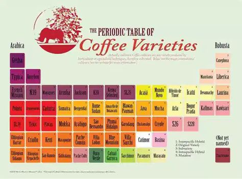 4‌ ‌Types‌ ‌of‌ ‌Coffee‌ ‌Beans‌ ‌to‌ ‌Grow‌ ‌in‌ ‌Your‌ ‌Home‌ ‌Garden Coffee Cherry, Types Of Coffee Beans, Coffee Infographic, Coffee Guide, Coffee Facts, Coffee Varieties, Coffee Barista, Coffee Benefits, Coffee Plant