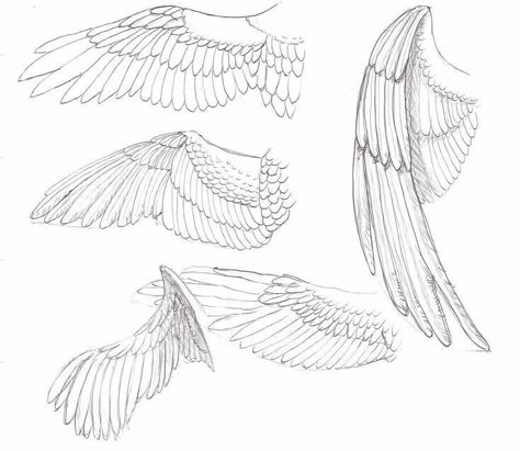 Closed Wings Drawing, Bird Wings Drawing, Wings Drawing Reference, How To Draw Wings, Closed Wings, 천사와 악마, Wings Sketch, Wing Drawing, Angel Wings Drawing