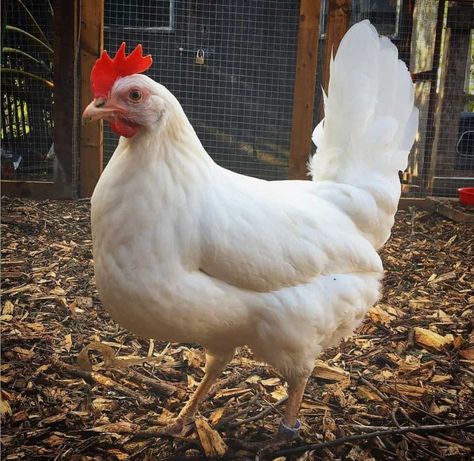 Leghorn Chicken: Eggs, Height, Size and Raising Tips Minecraft Farm Animals, Heat Tolerant Chicken Breeds, Leghorn Chicken Eggs, White Leghorn Chicken, Leghorn Chicken, Leghorn Rooster, Drawing Farm, Farm Drawing, Plymouth Rock Chicken