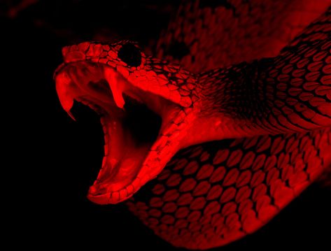 Viper Snake Aesthetic, Snake Venom Aesthetic, Snake Red Aesthetic, Red Snake Aesthetic, Misandry Aesthetic, Viper Aesthetic, Snake Pfp, Serpent Aesthetic, Snakes Aesthetic