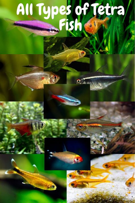 Neon Tetra Fish Tank Ideas, Tetra Fish Tank, Freshwater Sharks, Tetra Aquarium, Neon Tetra Fish, Tetra Fish, Fish Aquarium Decorations, Neon Tetra, Tropical Fish Tanks